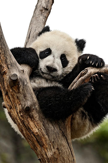 超级小爱